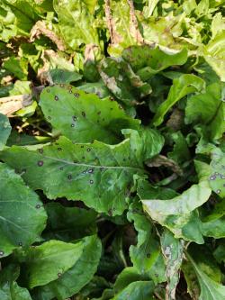 Beet leaves with tan leaf spots surrounded by red haloes.