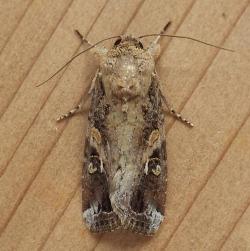 A mottled dark brown moth