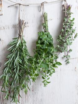 herbs drying