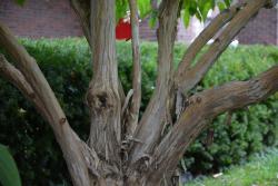 Heptacodium bark