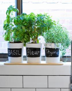 herbs on window sill