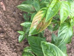 A basil leaf with bronze-coloring in a V-shaped pattern.