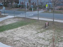 Gray snow mold on a demonstration lawn on the UMass campus, note the strip of fine leaf fescue species which show some resistance to the disease.