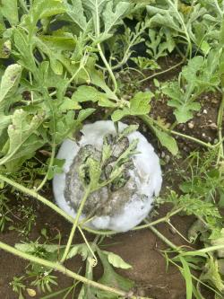 A watermelon covered in white fuzzy fungal growth.