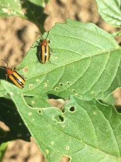 Tomatillo leaves with two yellow and black striped beetles