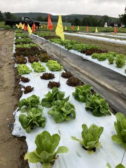 A bed of white plastic with several different looking lettuces planted.