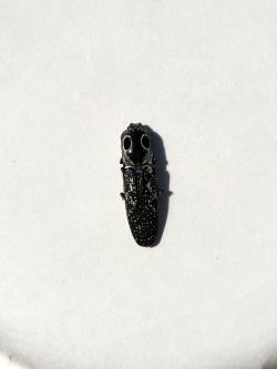 Dark colored click beetle with light background and low detail