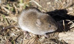 Meadow vole (Microtus pennsylvanicus)