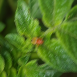 Blurry photo of three lined potato beetle