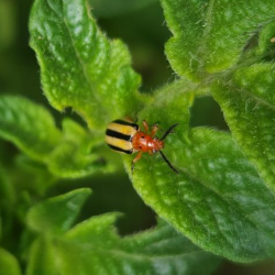 Clear photo of three-lined potato beetle