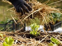 mulching garden