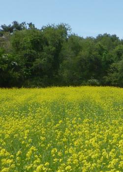 Mustard cover crop