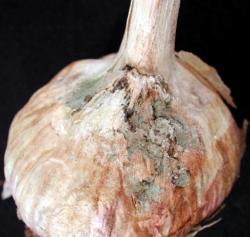 A head of garlic with fuzzy blue-green sporulation on the skin.