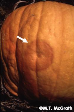 A pumpkin with a round, soft lesion.