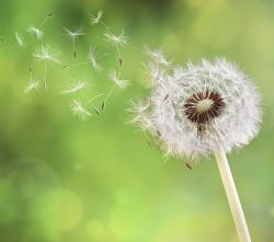 pollen blowing of dandelion