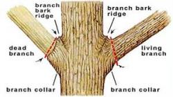 Proper tree pruning cuts