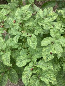 Potato foliage showing crinkled, mottled symptoms.