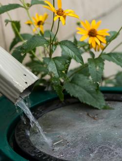 catching rain water