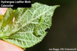 Figure 1. Hydrangea leaftier, Olethreutes ferriferana