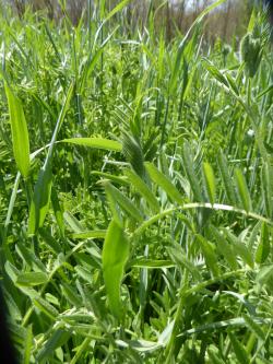 Rye and vetch