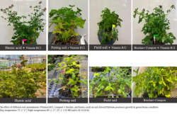 The following photos demonstrate the appearance of clovers under different soil amendments. The relationship between root exudates and EPNs will also be studied.