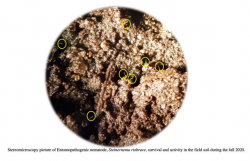 The following photos demonstrate the appearance of clovers under different soil amendments. The relationship between root exudates and EPNs will also be studied.