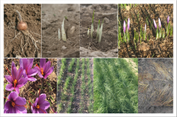 Figure 1. Growth stages of annual cycle of saffron. It starts as corm (top left) and ends as residue (bottom right)