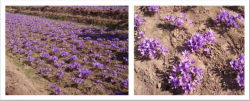 Figure 2. Overview of traditional saffron field during flowering stage (late October).