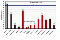 Figure 1: Yield of 13 different hybrid cultivars  planted at the UMass Cranberry Station as part of  the cultivar evaluation study (Year 3). Mullica  Queen is the control. 