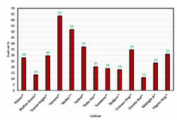 Figure 2: Fruit rot incidence of 13 different  hybrid cultivars planted at the UMass  Cranberry Station as part of the cultivar  evaluation study. *The fruit rot observed in the  study should take into consideration that (1) it  tends to be high in newly planted bogs that do  not have fully developed canopies, (2) it is  challenging to optimize fungicide application  on the same bog where you have different  stages of phenology (3) we harvest all at once,  and some of the cultivars may have been  overripe. 