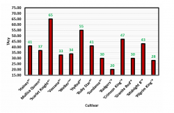 Figure 3: Fruit color measured as  total anthocyanin content (TAcy) of  13 different hybrid cultivars planted  at the UMass Cranberry Station as  part of the cultivar evaluation study. 