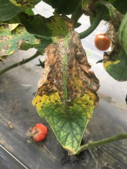 A tomato leaf with many small dark spots and yellowing and brown tissue.