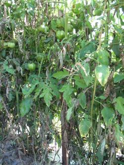 Tomato plants with dead and crunchy leaves, and other leaves with gray leaf spots.