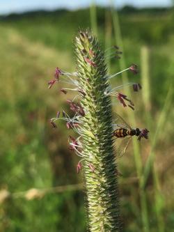 A yellow and black fly on a grass seed head.