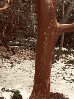 tall stewartia bark