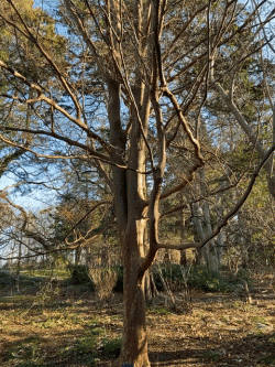 tall stewartia winter form