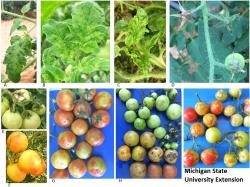 Symptoms of Tomato Brown Rugose Fruit Virus (ToBRFV)