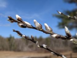 Salix discolor