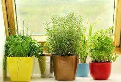 window herb garden