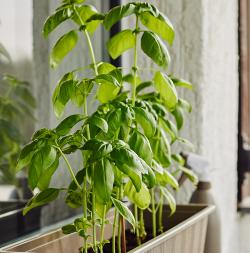 windowsill herb garden