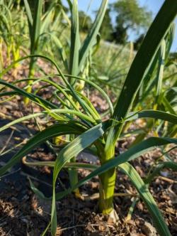 A garlic plant with many stalks coming out of the bulb.