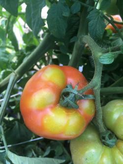 A red tomato fruit with yellow-green shoulders.