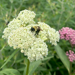 Bombus on milkweed