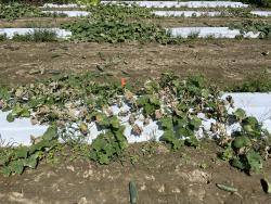 An agricultural field with beds covered in white plastic mulch and cucumbers planted into the mulch.