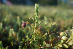 Early fruit rot symptoms