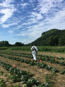 Sue spraying a cabbage crop, evaluating OMRI-approved insecticides to control cabbage aphid.