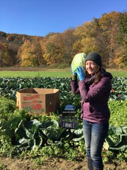 Harvesting fall cabbage at the end of the cabbage aphid study, 2017. Most of the produce from our trials is donated to the Food Bank of Western MA.