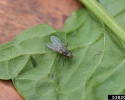 Medium-sized gray-colored fly resembling a house fly with dark stripes on thorax. 