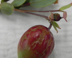 cranberry weed Id