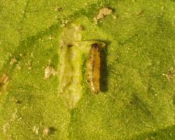 Small yellow maggot on a leaf next to feeding damage. 